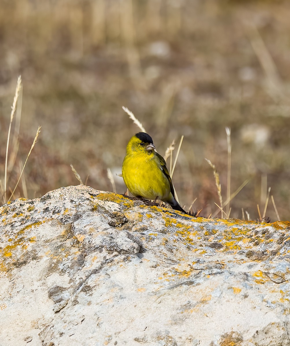 Bartzeisig - ML645468677