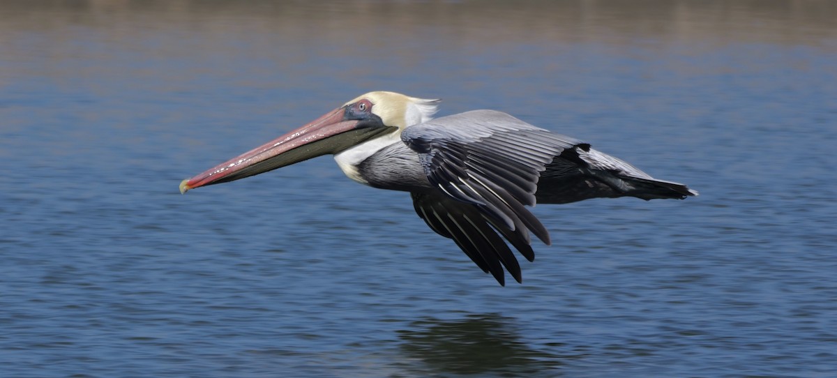 Brown Pelican - ML645468679