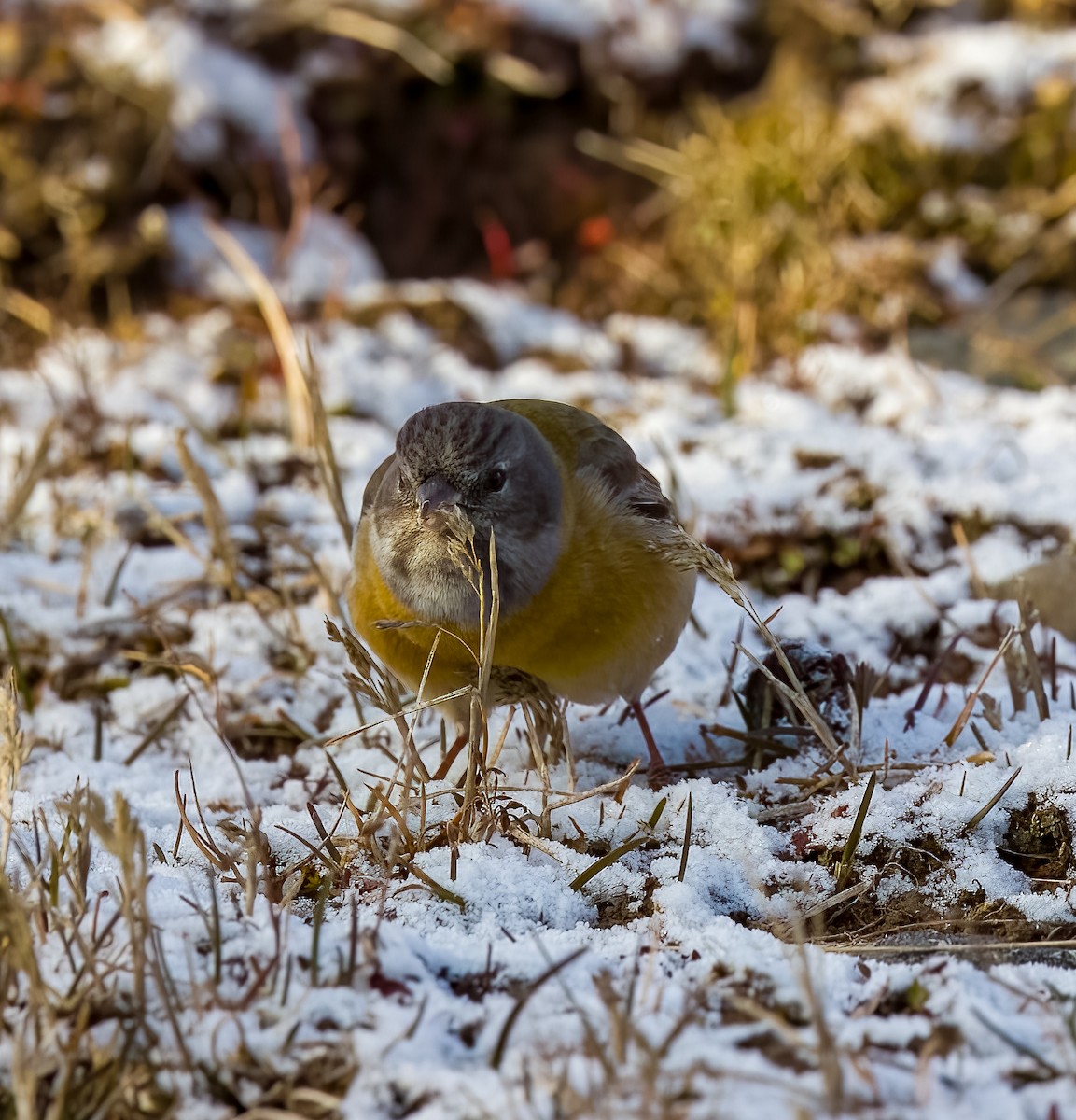 Gray-hooded Sierra Finch - ML645468680