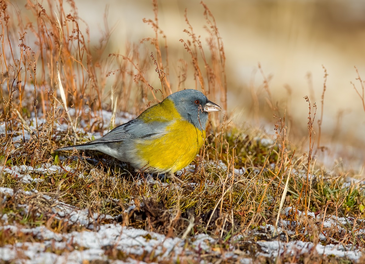 Gray-hooded Sierra Finch - ML645468681