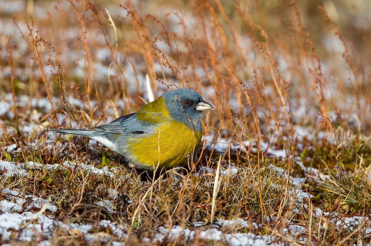 Gray-hooded Sierra Finch - ML645468682