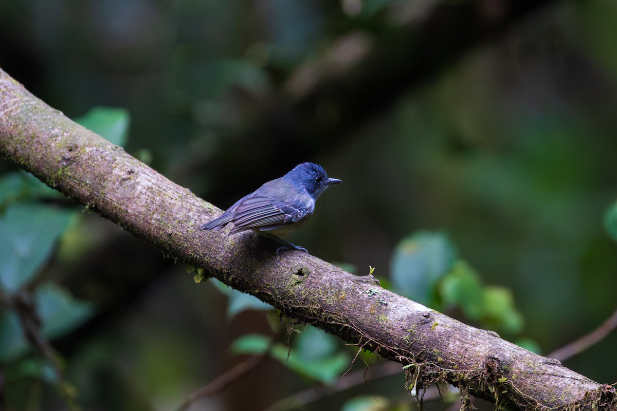 Plain Antvireo - ML645468685