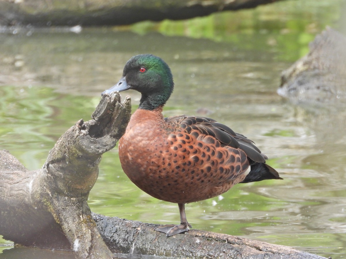 Chestnut Teal - ML645468686