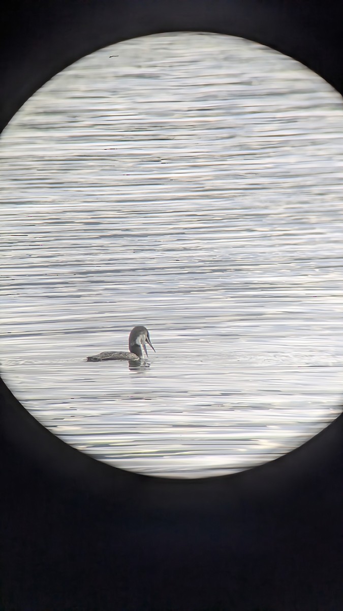 Common Loon - ML645468687