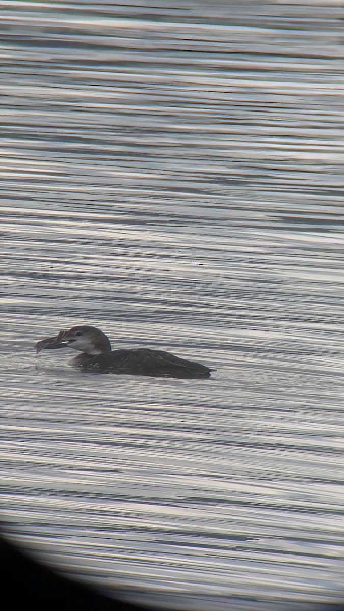 Common Loon - ML645468688