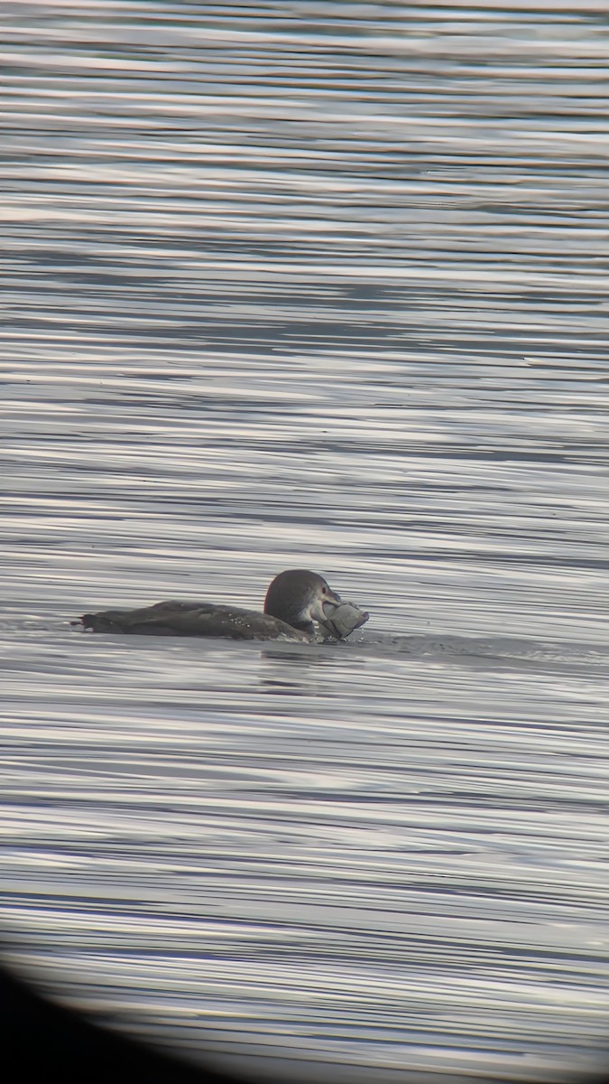 Common Loon - ML645468689