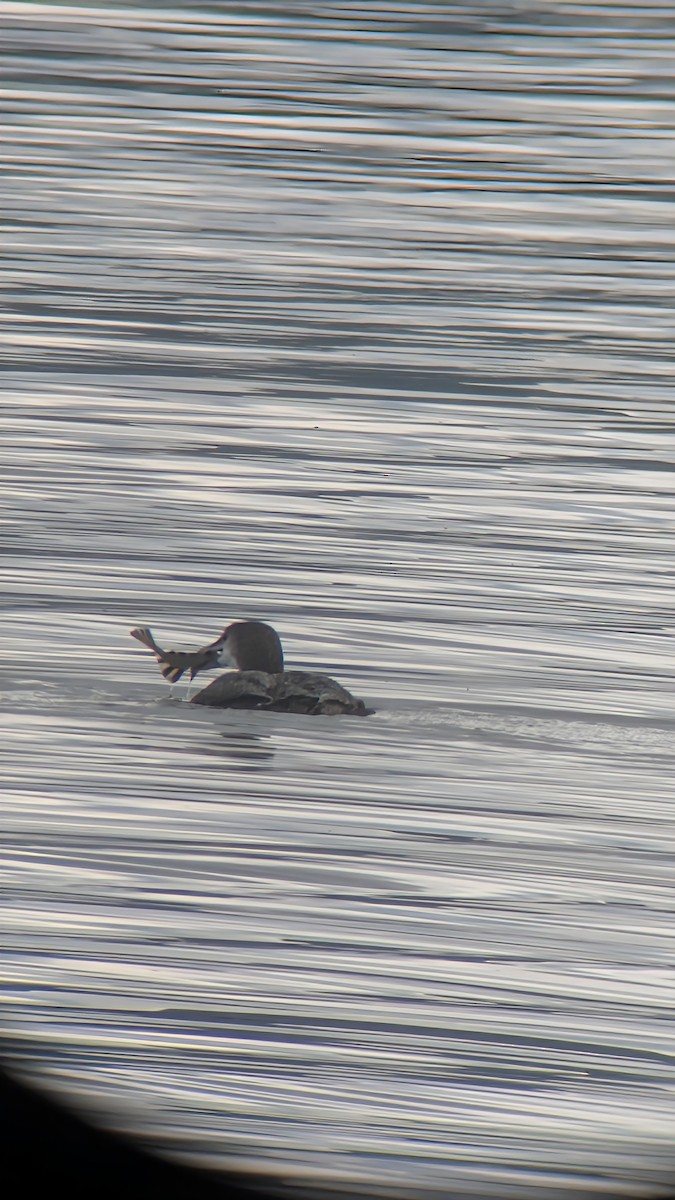 Common Loon - ML645468690