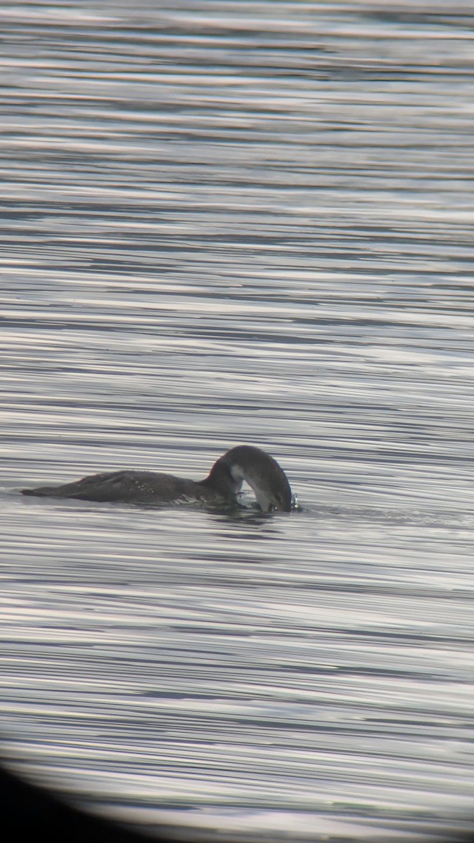 Common Loon - ML645468691
