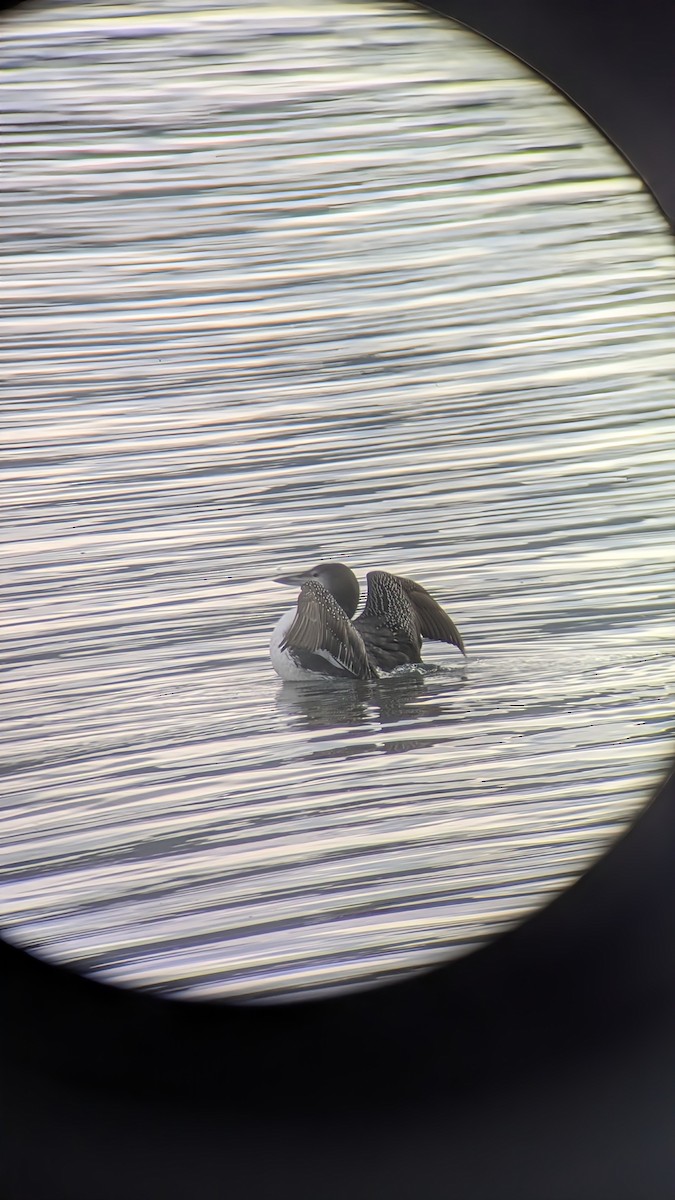 Common Loon - ML645468692