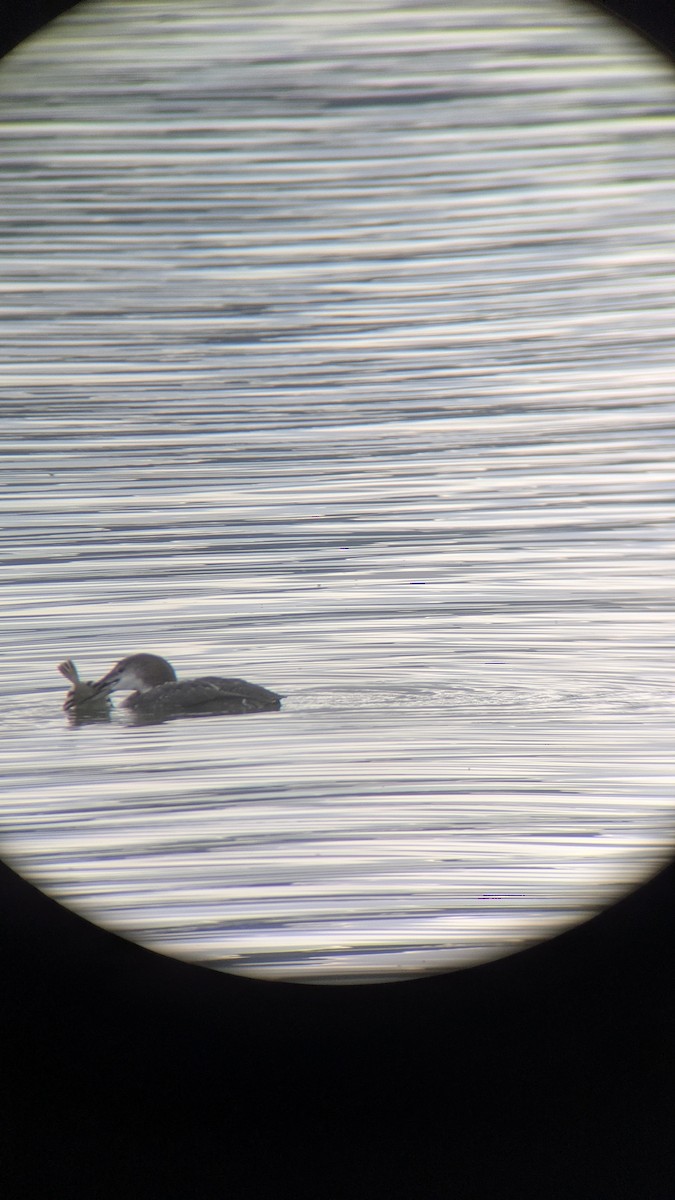 Common Loon - ML645468693