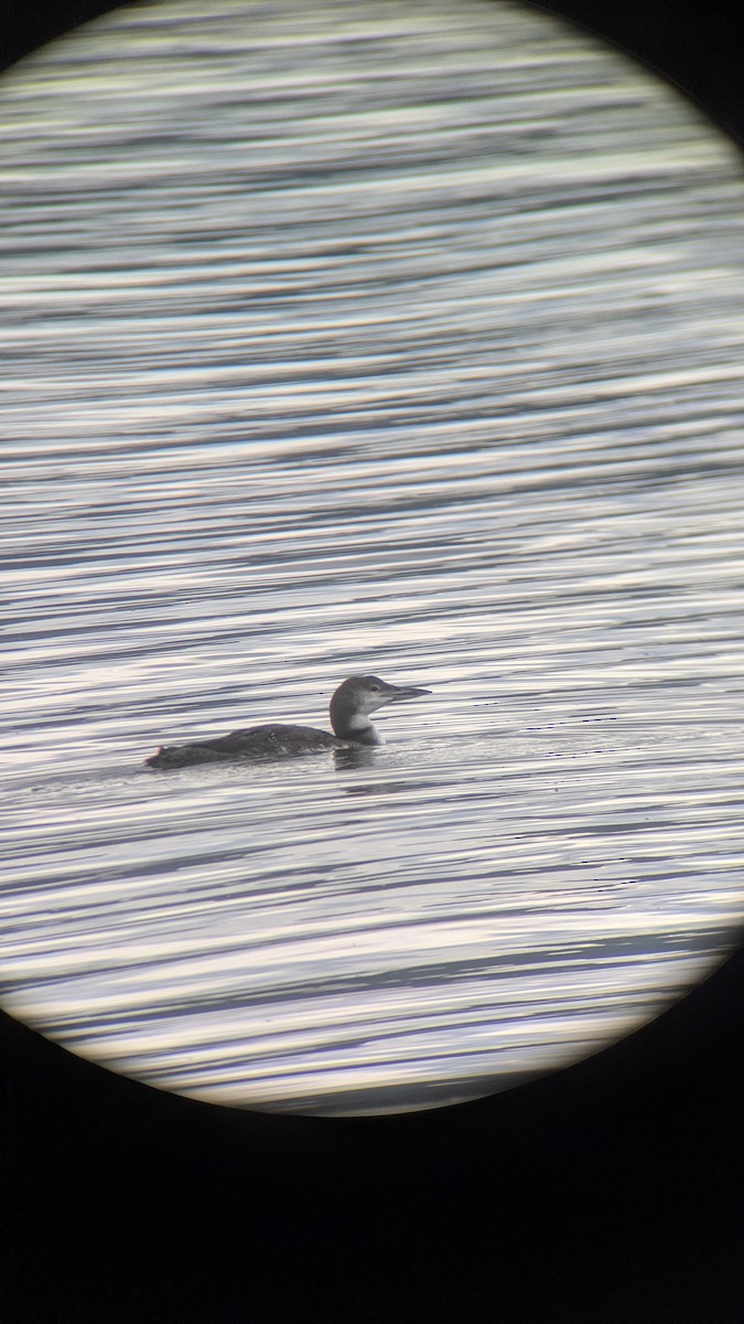 Common Loon - ML645468694