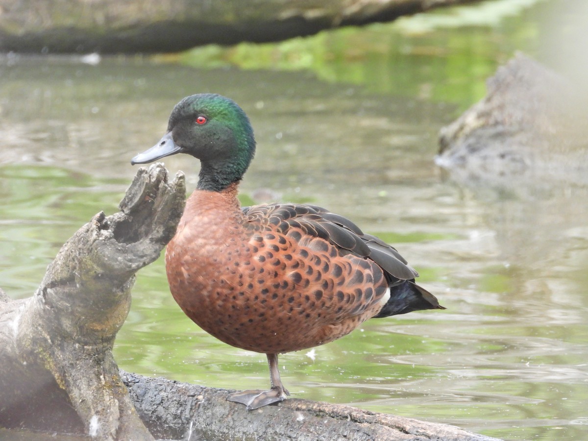Chestnut Teal - ML645468701