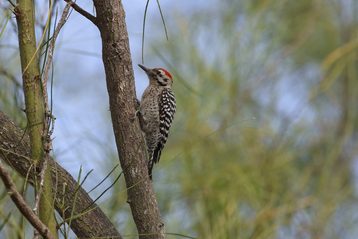 strakapoud proužkohřbetý - ML645468709