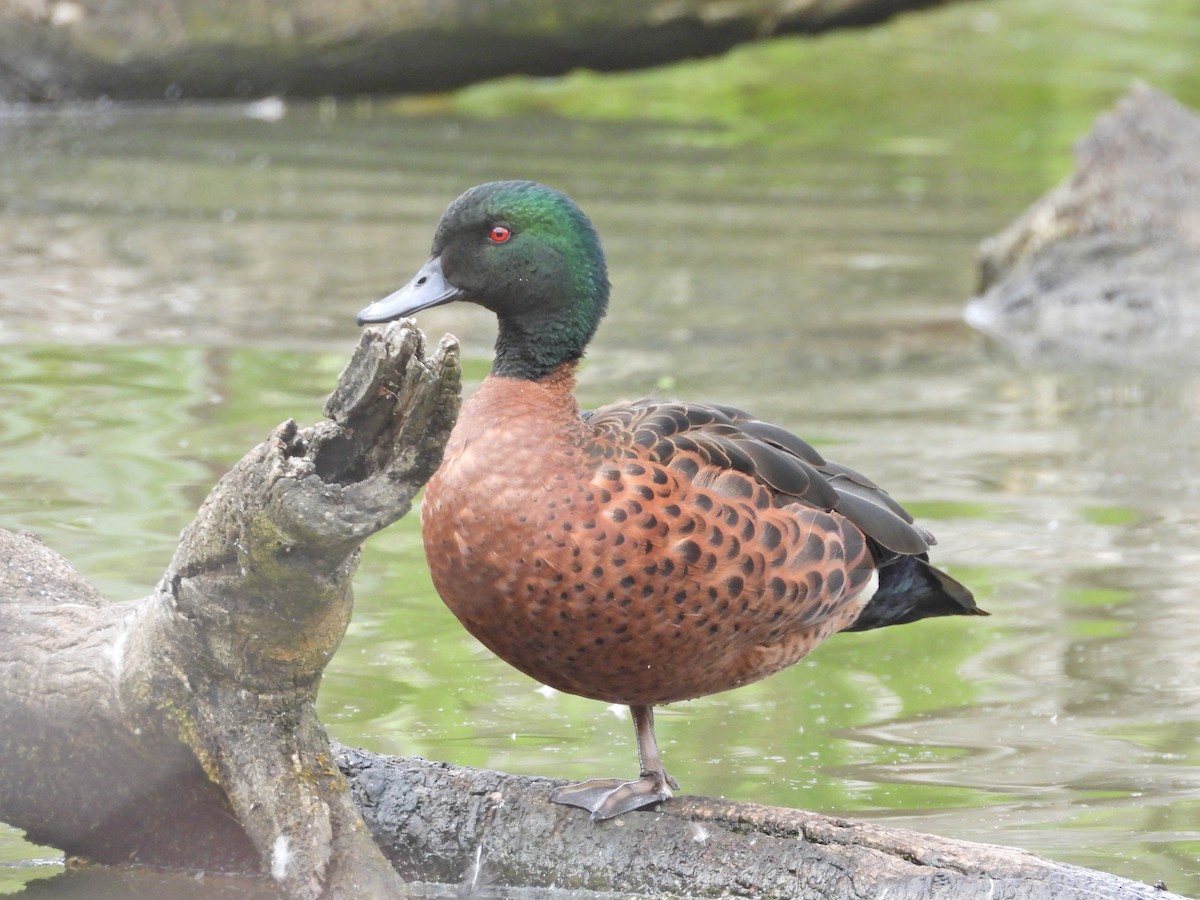 Chestnut Teal - ML645468711