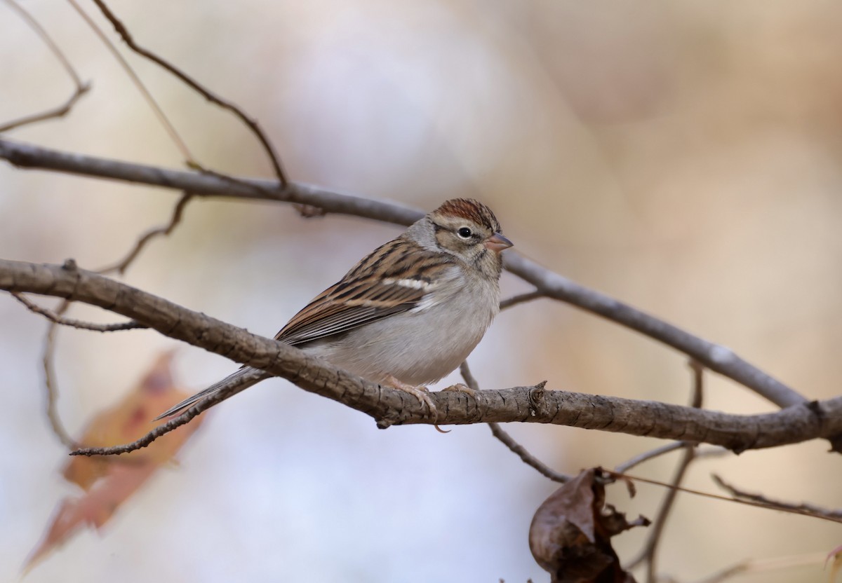 Chipping Sparrow - ML645468715