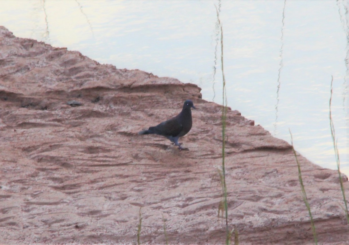 Pale-vented Pigeon - ML645468720