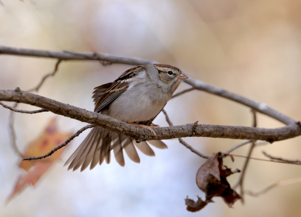 Chipping Sparrow - ML645468721