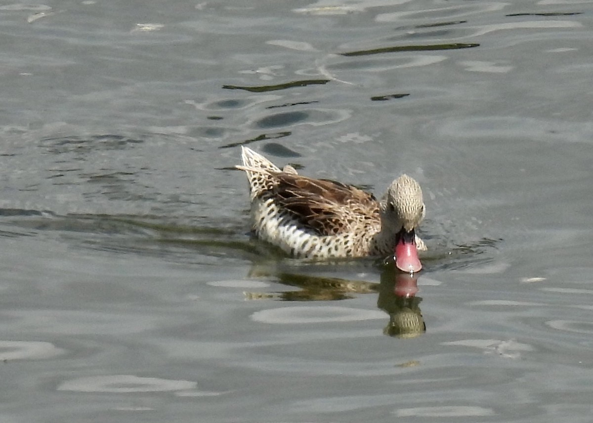 Cape Teal - ML645468722