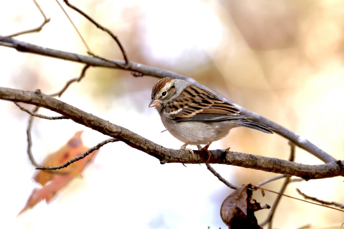 Chipping Sparrow - ML645468723