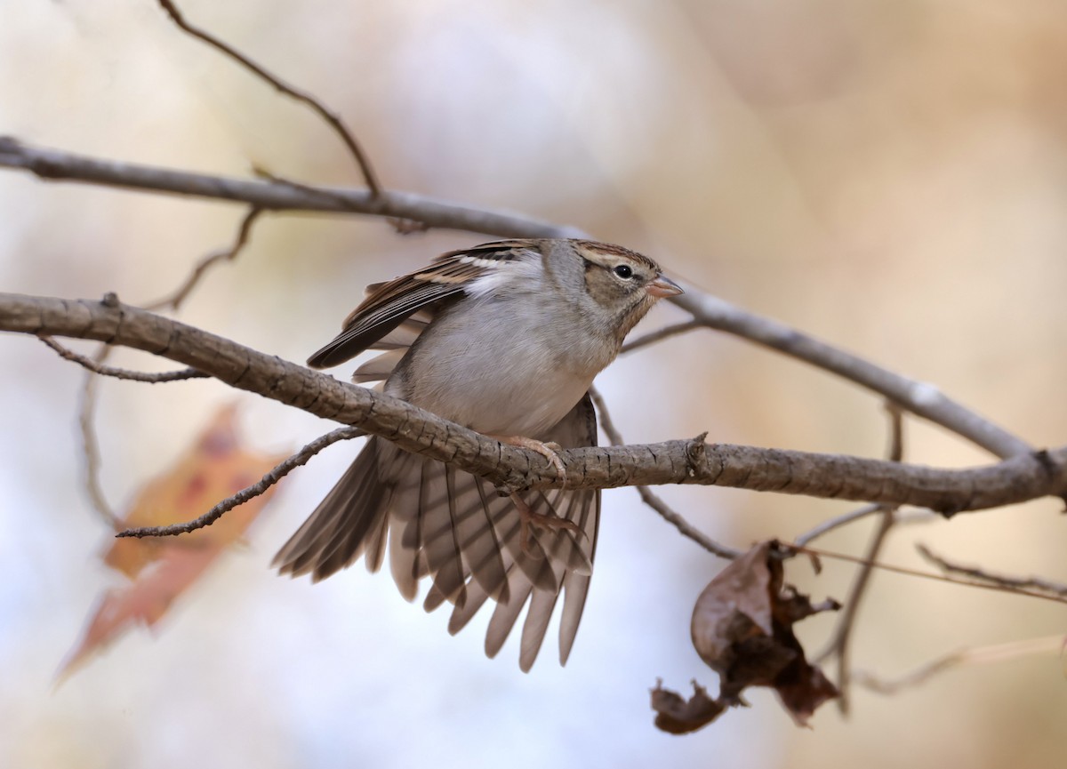 Chipping Sparrow - ML645468726