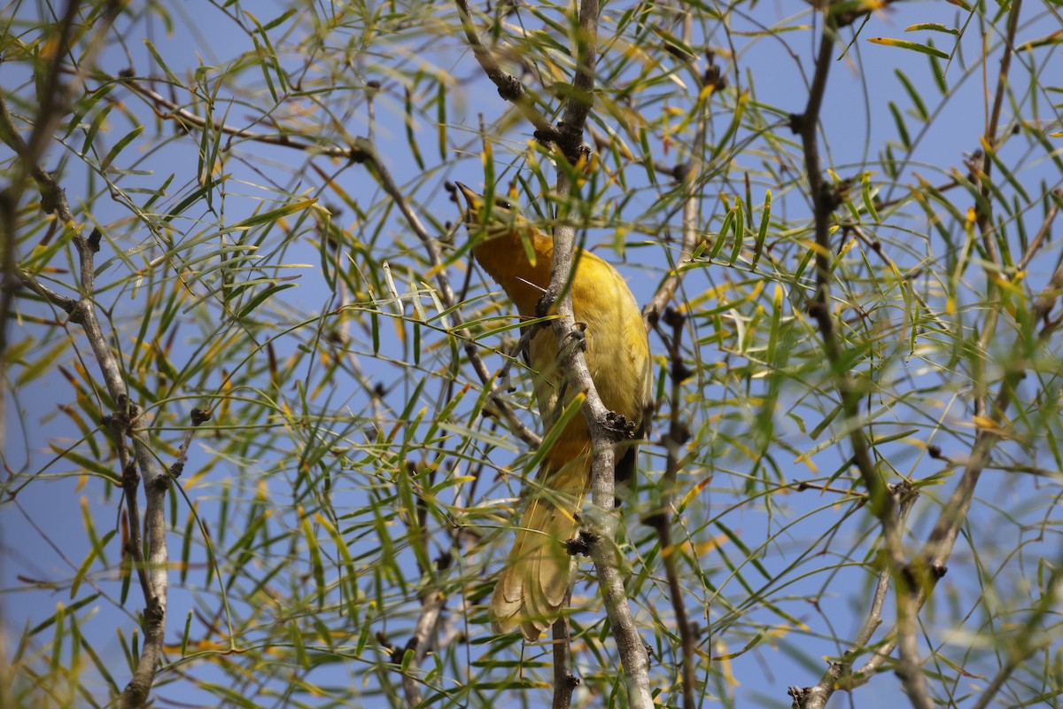 trupiál baltimorský - ML645468729