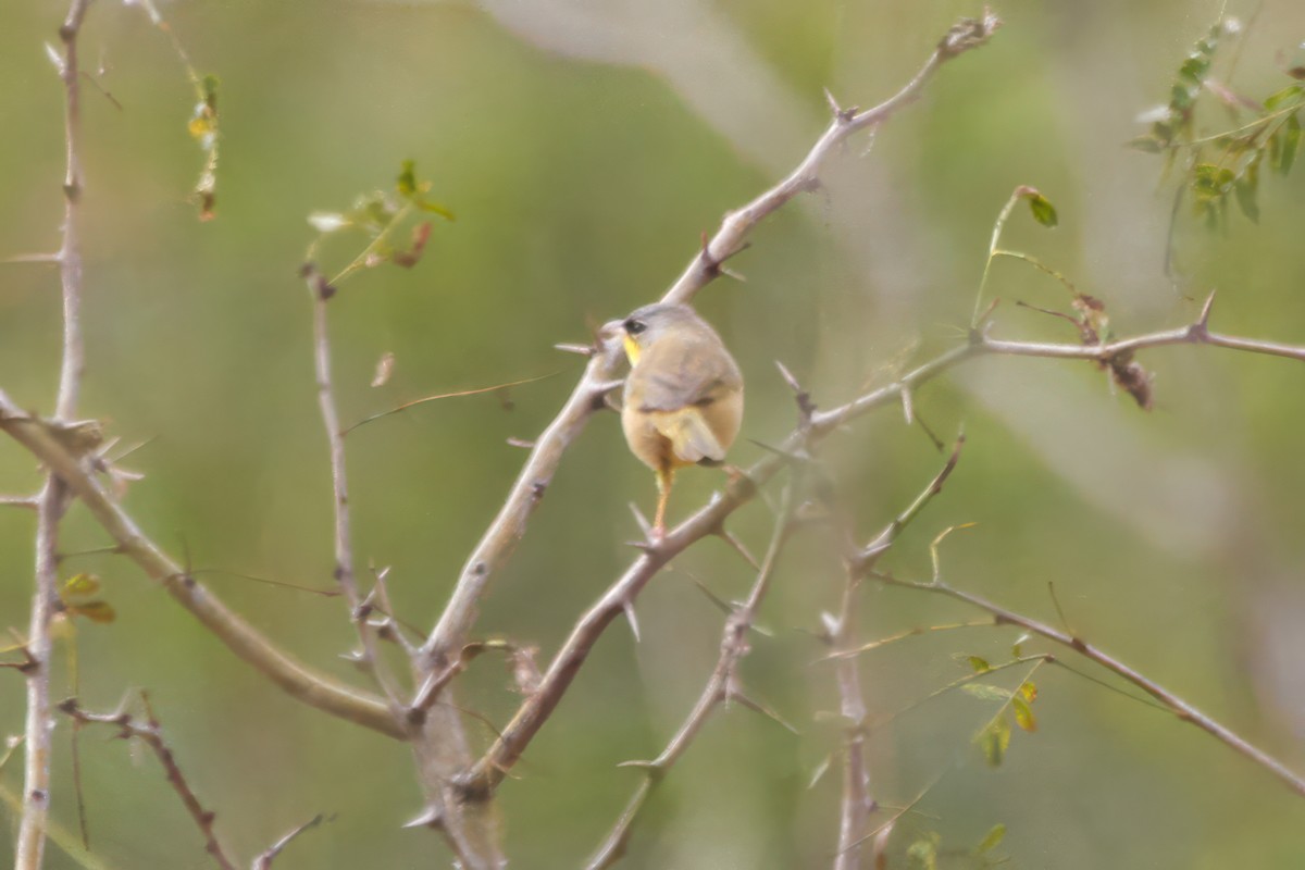 Gray-crowned Yellowthroat - ML645468733