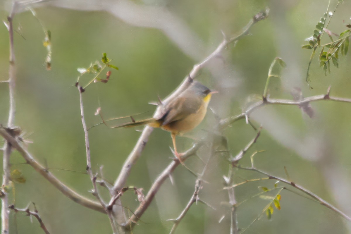 Gray-crowned Yellowthroat - ML645468734