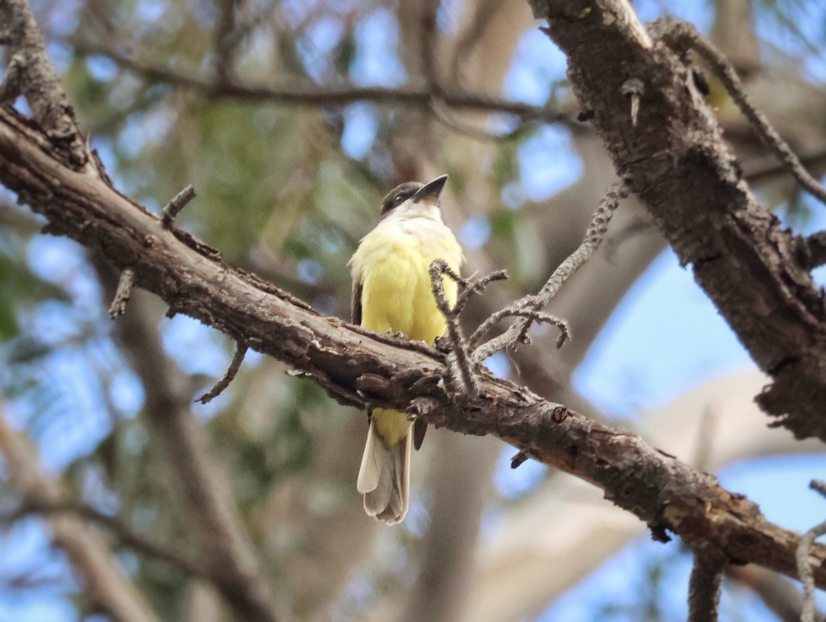 Thick-billed Kingbird - ML645468744