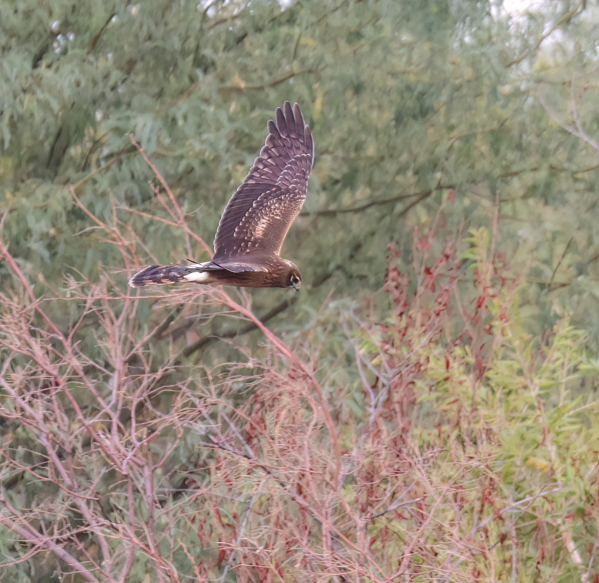 Лунь американський - ML645468747