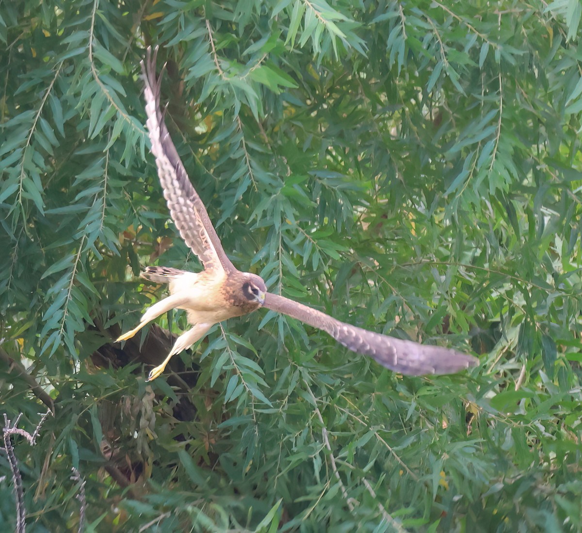 Лунь американський - ML645468748