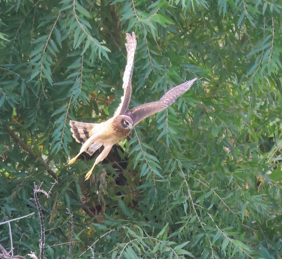 Лунь американський - ML645468749