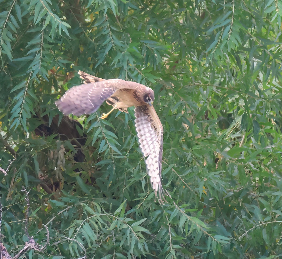 Лунь американський - ML645468750