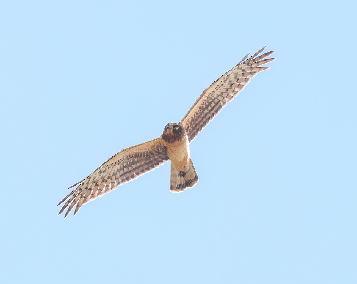 Лунь американський - ML645468751