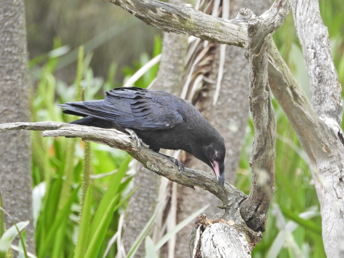 Little Raven - ML645468757