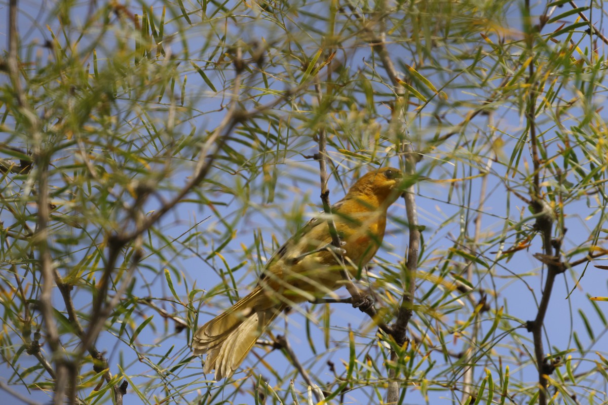 trupiál baltimorský - ML645468759