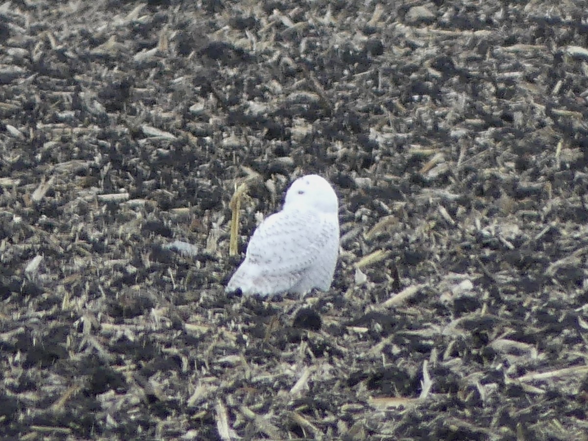 Snowy Owl - ML645468766