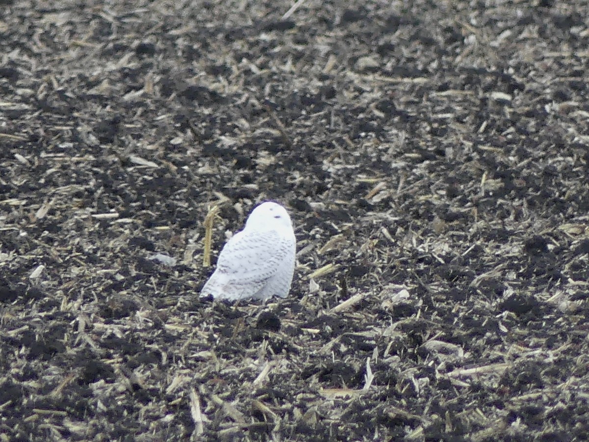 Snowy Owl - ML645468767