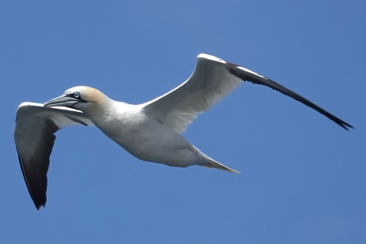 havsule - ML645468768