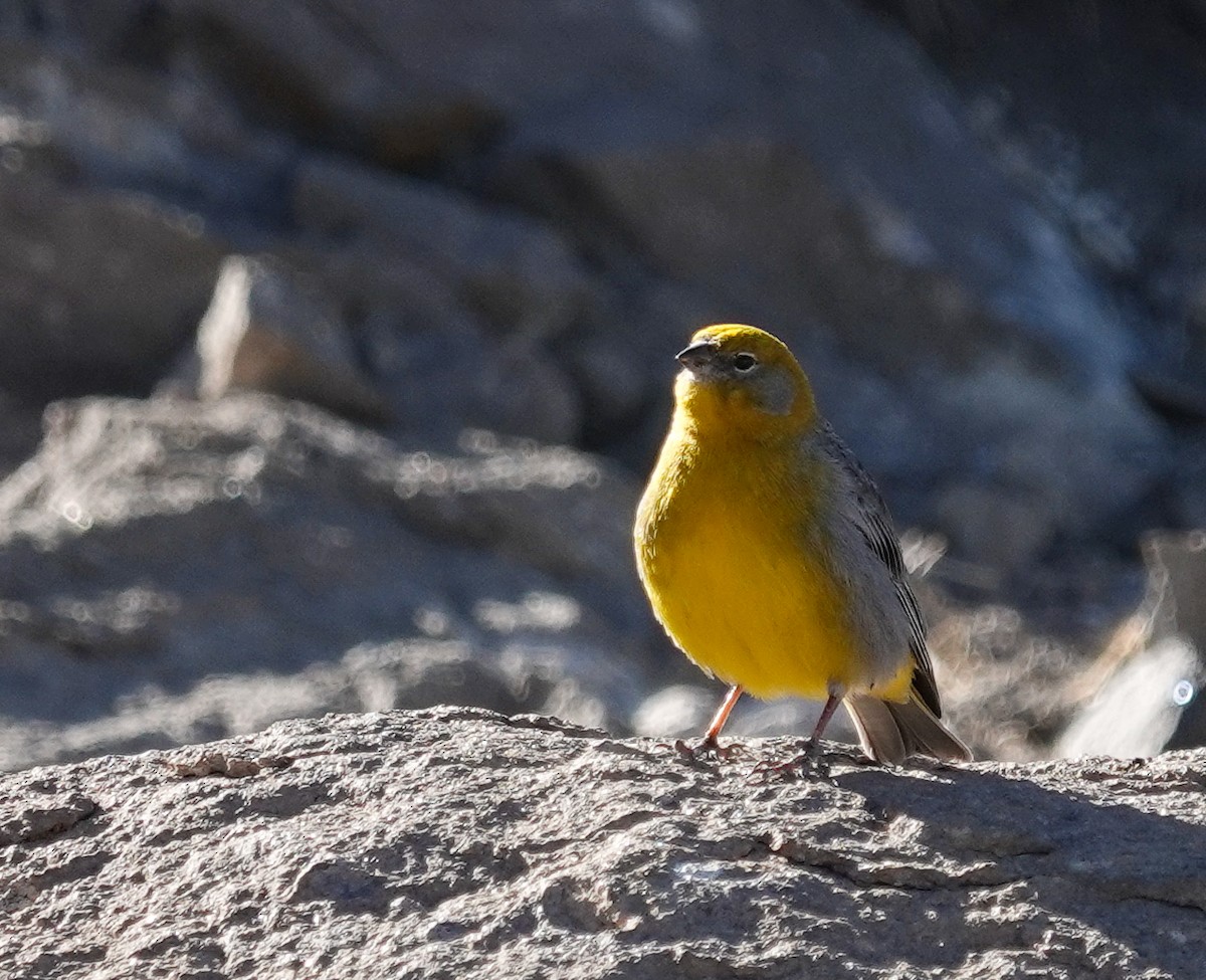 キゴシキンノジコ - ML645468774