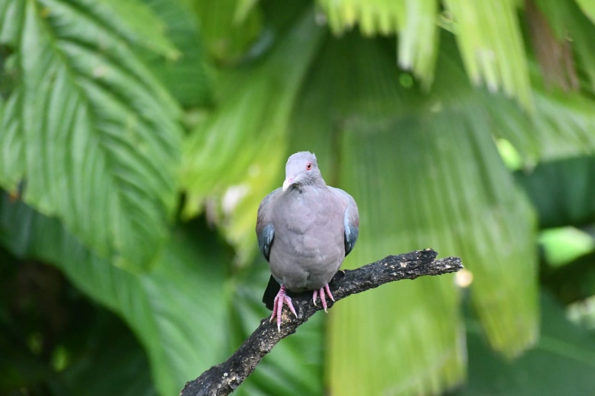 Red-billed Pigeon - ML645468775