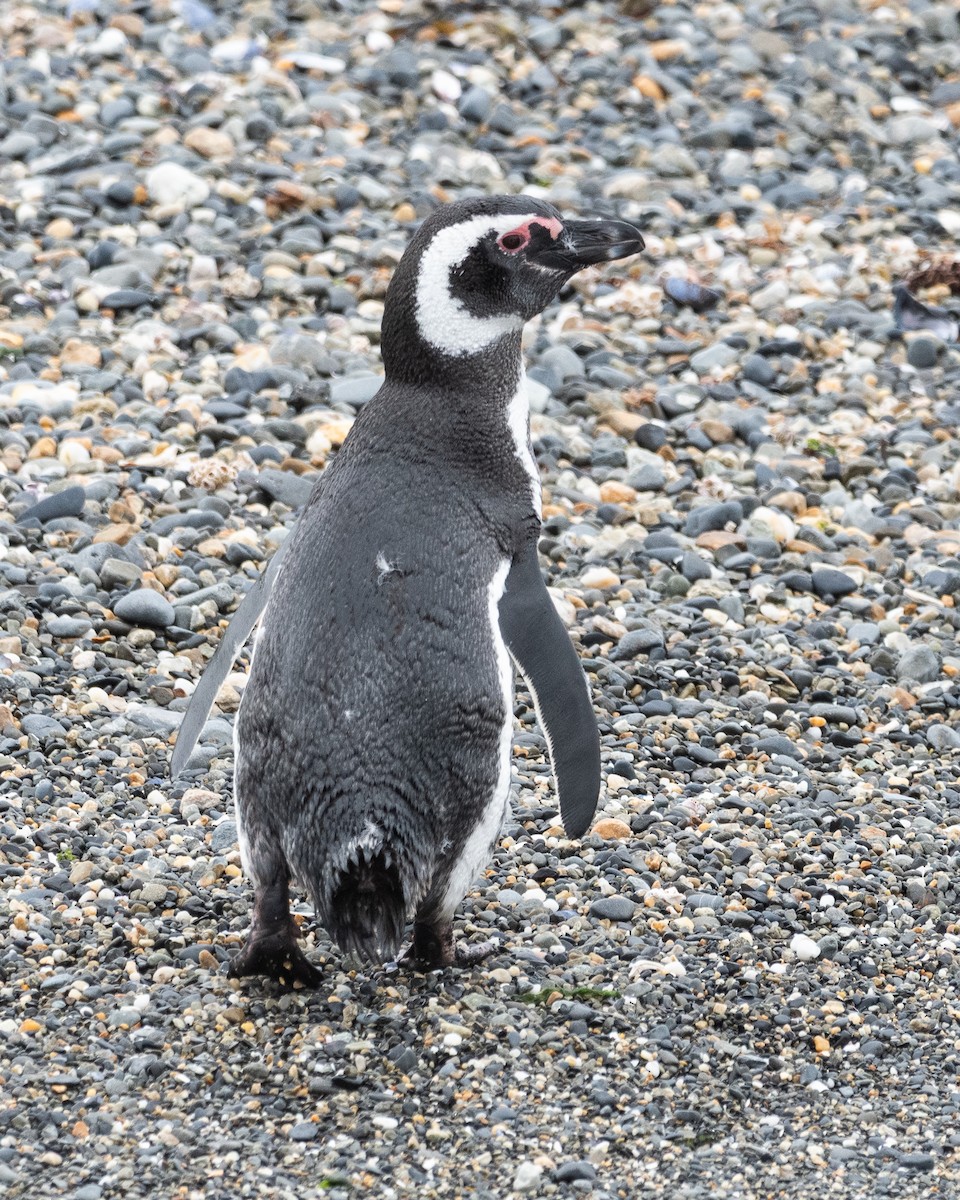 Magellanic Penguin - ML645468785