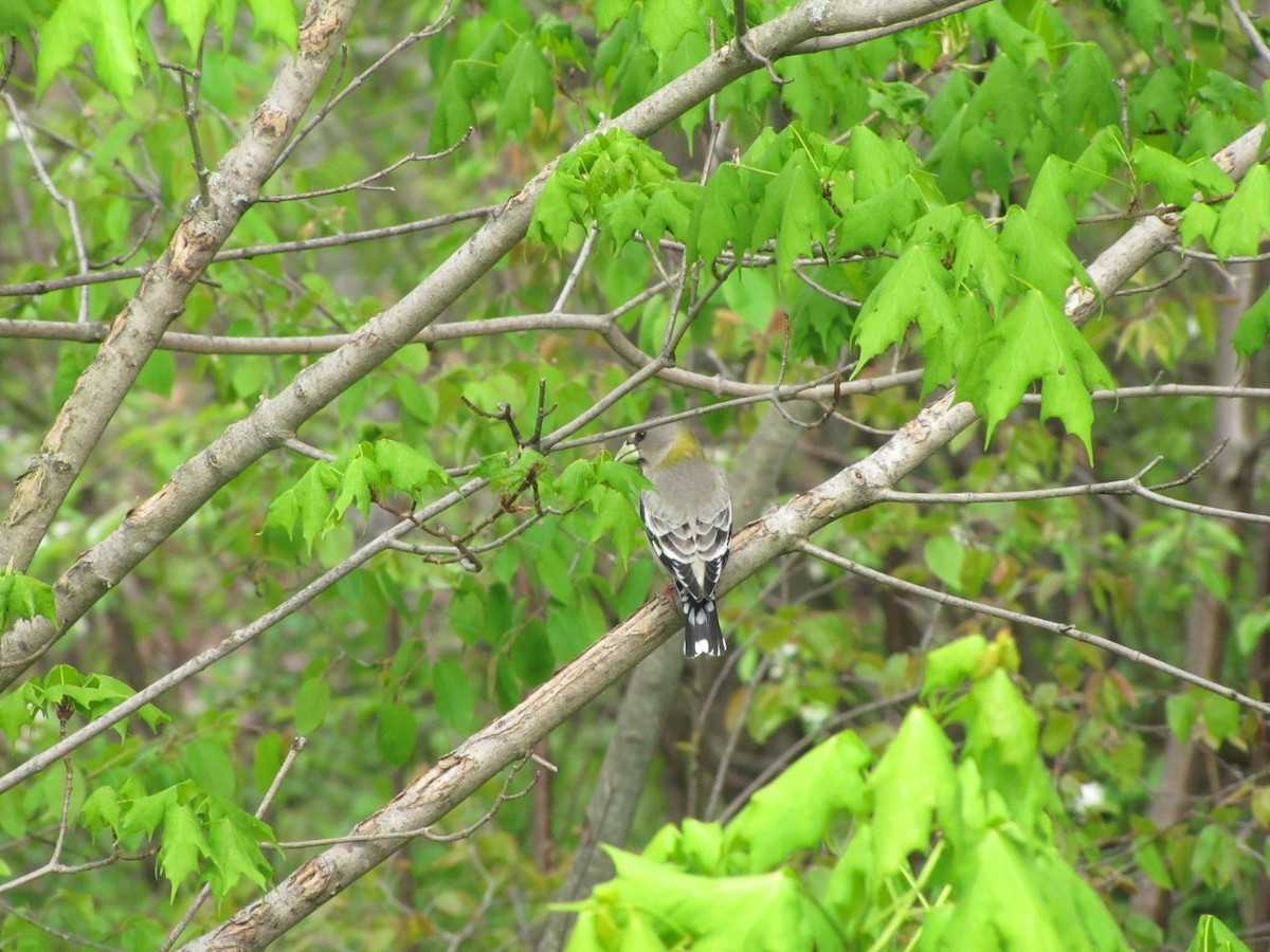 Evening Grosbeak - ML645468786