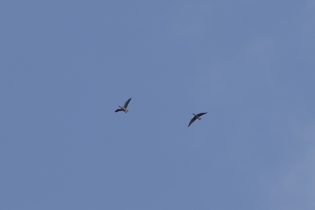 husa běločelá - ML645468787