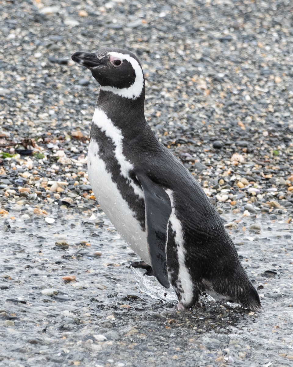 Magellanic Penguin - ML645468788