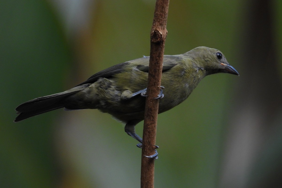 Tangara des palmiers - ML645468789