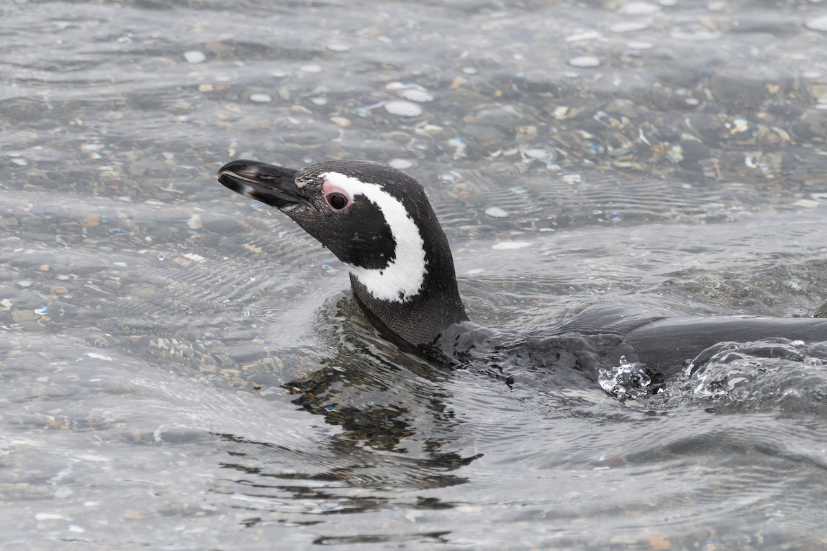 Magellanic Penguin - ML645468790