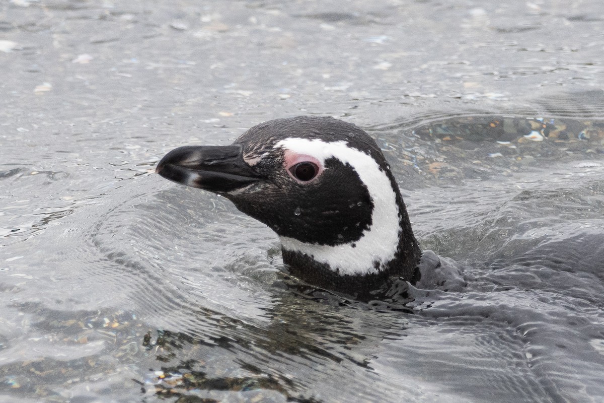 Magellanic Penguin - ML645468791