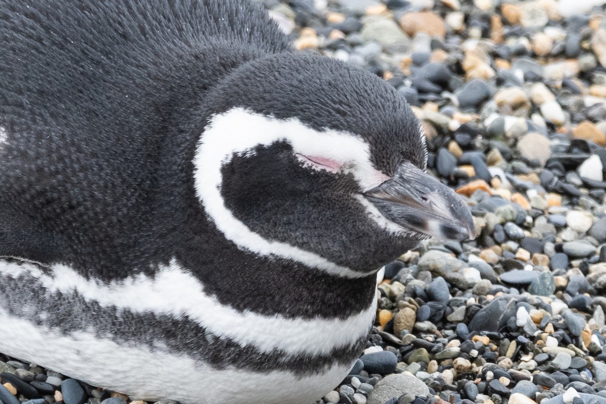 Magellanic Penguin - ML645468792