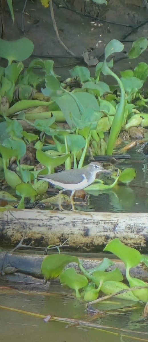 Spotted Sandpiper - ML645468793