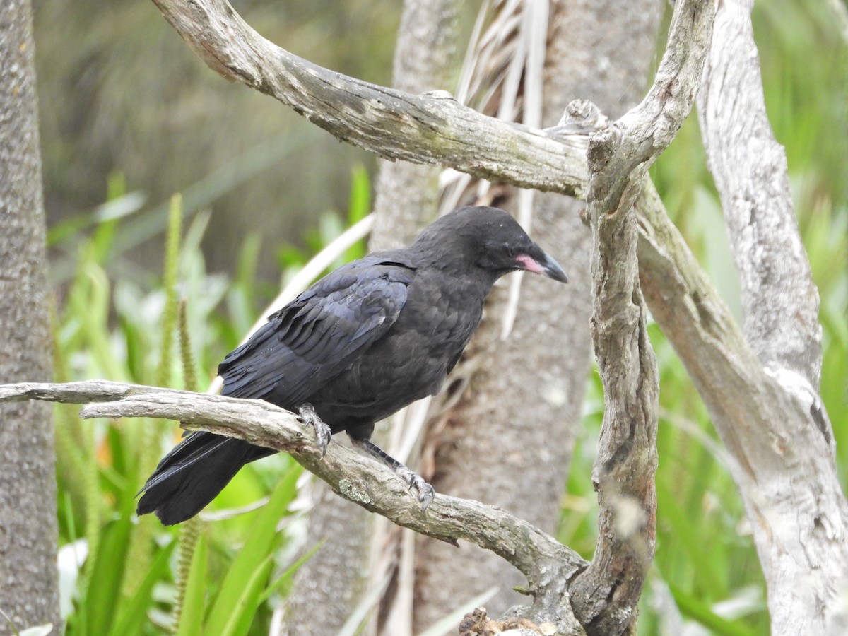 Little Raven - ML645468794